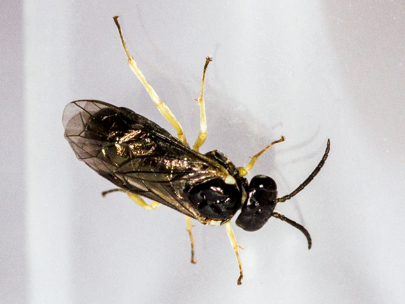 Aneugmenus temporalis